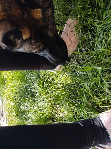 Σκύλος Δάγκωμα Πόδι Του Αγνώστου Προσώπου — Φωτογραφία Αρχείου