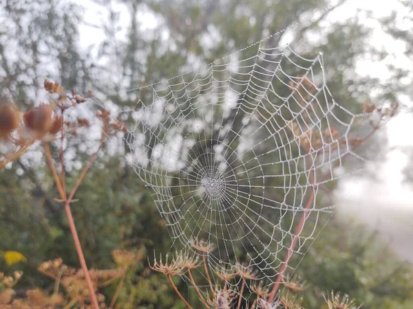 Spinnennetz Wald Aus Nächster Nähe — Stockfoto
