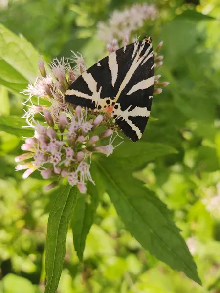 Gyönyörű Pillangó Természet Háttér Közelről — Stock Fotó