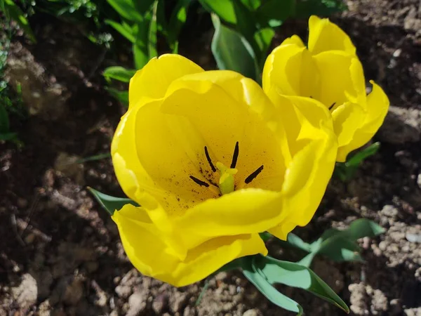 Piękne Żółte Tulipany Zielonym Ogrodzie — Zdjęcie stockowe