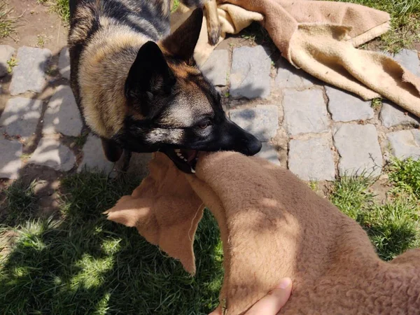 Schäferhund Spielt Mit Stoff Hof — Stockfoto