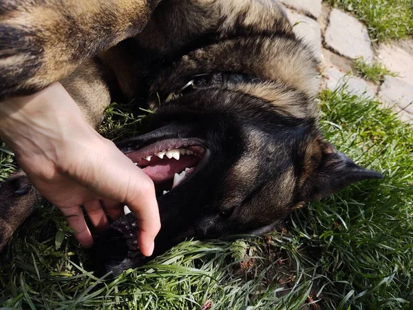 Persona Accarezzare Cane Erba — Foto Stock