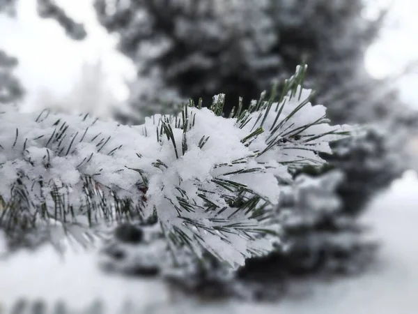 Tree Branches Snow Winter Forest — Stock Photo, Image