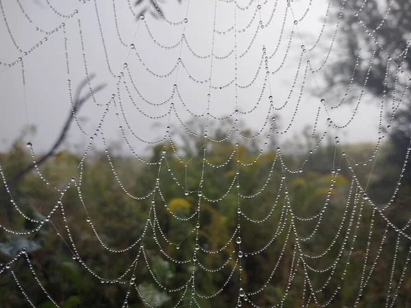 森林中蜘蛛网的密闭 — 图库照片