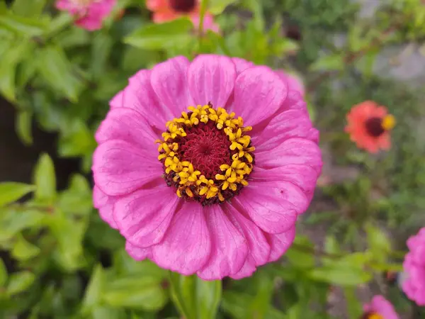 Όμορφο Βοτανικό Πλάνο Λουλούδια Φυσική Ταπετσαρία — Φωτογραφία Αρχείου