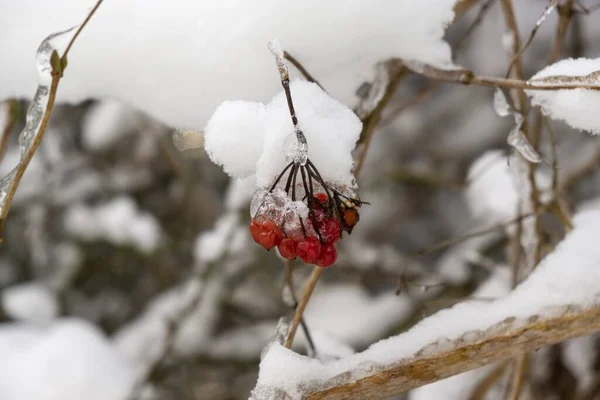 冬の木の枝に赤い果実 — ストック写真