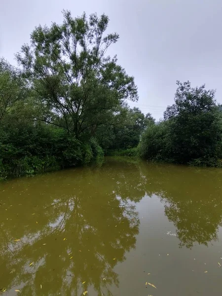 Річка Зеленому Лісі Вдень — стокове фото