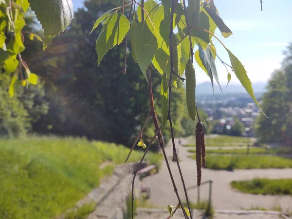 Grüne Pflanze Mit Park Hintergrund — Stockfoto