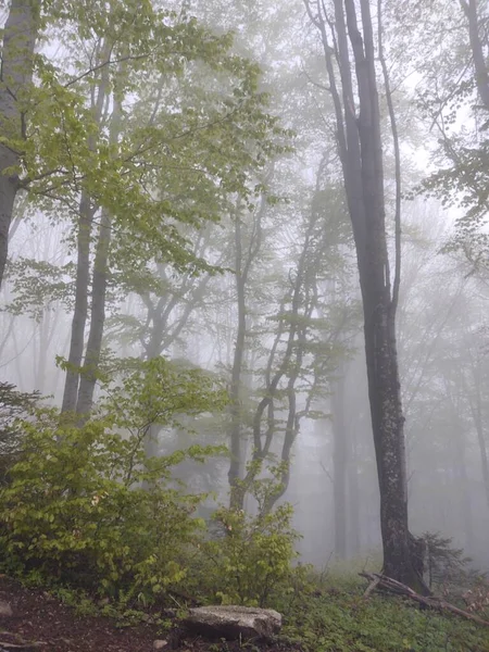 霧の時間で美しい森 — ストック写真