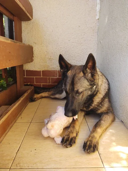 Duitse Herder Hond Met Speelgoed Buurt Van Huis — Stockfoto