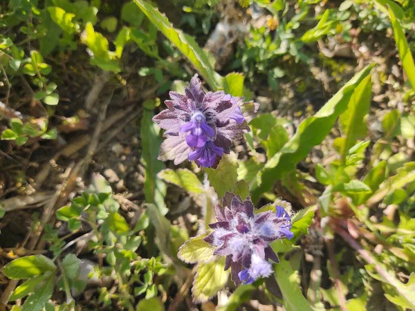 Hermosas Flores Púrpuras Campo Verde — Foto de Stock