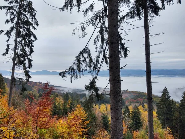 Krásný Horský Les Barevnými Stromy Podzimní Sezóně — Stock fotografie