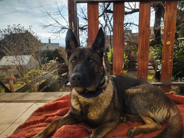 Cão Que Põe Varanda Casa — Fotografia de Stock