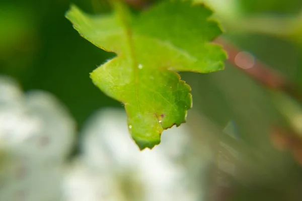 Κοντινό Πλάνο Του Πράσινου Φύλλου Θολή Φόντο — Φωτογραφία Αρχείου