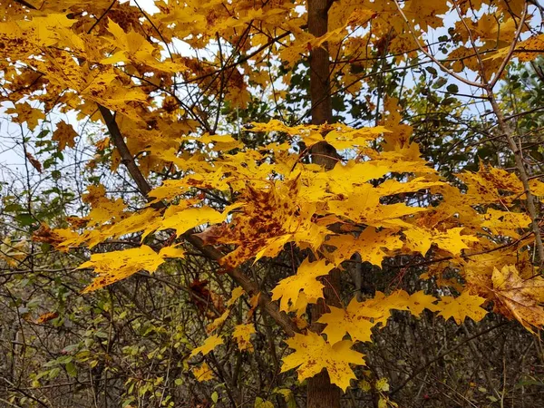 Drzewo Liśćmi Pomarańczy Jesienią — Zdjęcie stockowe
