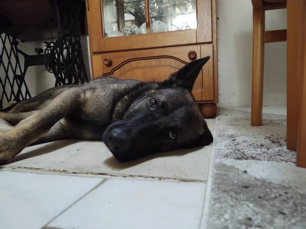 Cão Deitado Chão Casa — Fotografia de Stock