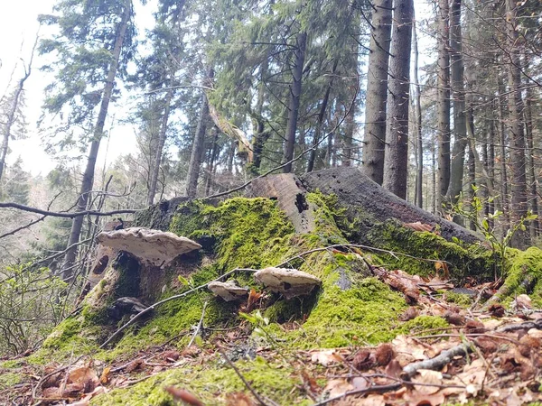 Tocón Hermoso Bosque Día —  Fotos de Stock