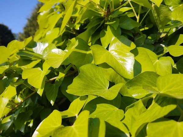 Folhas Verdes Jardim Ensolarado — Fotografia de Stock