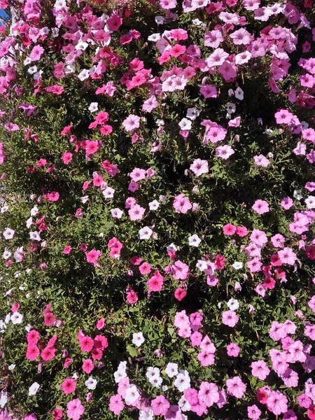 Hermosas Flores Jardín Verde —  Fotos de Stock