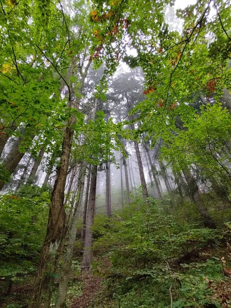 Hermoso Bosque Misterio Verde Día —  Fotos de Stock
