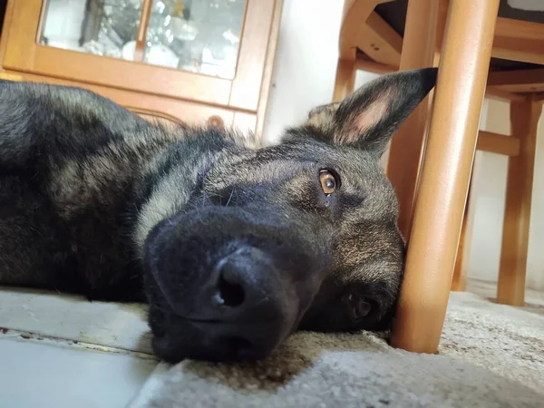 Dog Lying Floor Home — Stock Photo, Image