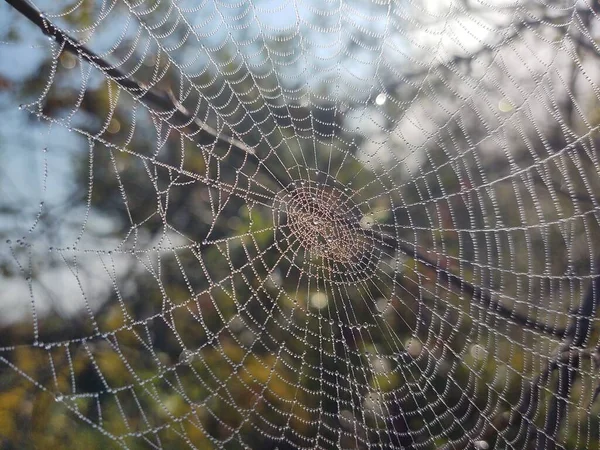 Primer Plano Spider Web Naturaleza — Foto de Stock