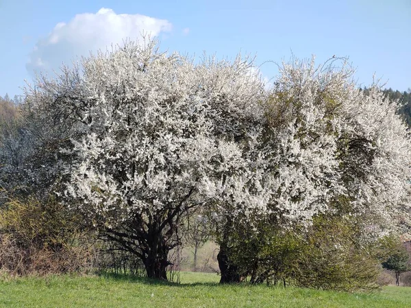 Gyönyörű Tavaszi Táj Virágzó Fákkal — Stock Fotó