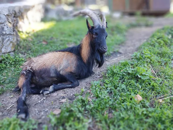 Goat Grazing Mountains Sunny Day — Stock Photo, Image