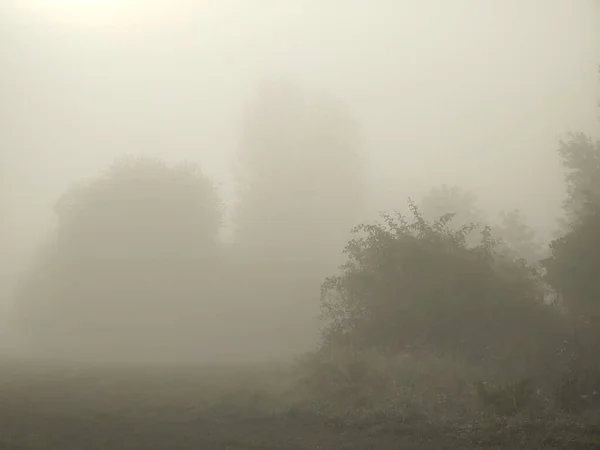 Manhã Nebulosa Floresta — Fotografia de Stock