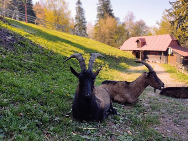 Grupo Cabras Pastando Las Montañas —  Fotos de Stock