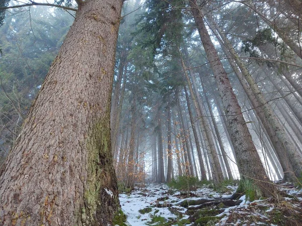 Schöne Berglandschaft Mit Wald — Stockfoto