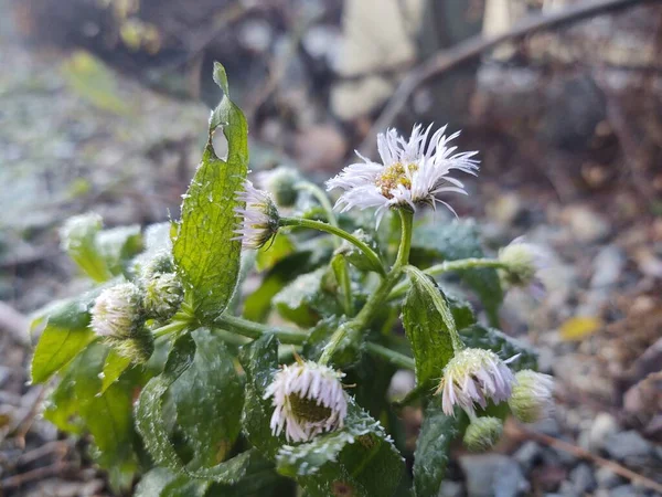 Primer Plano Hermosas Flores Congeladas Bosque —  Fotos de Stock