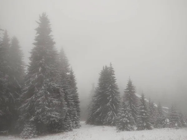 Красивый Зимний Лес Деревьями Туманом — стоковое фото