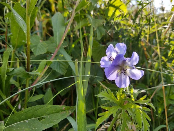 Hermosa Flor Púrpura Campo Verde — Foto de Stock
