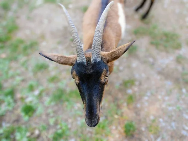 Goat Grazing Mountains Sunny Day — Stock Photo, Image