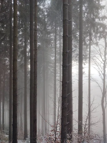Hermoso Bosque Invierno Con Árboles Niebla —  Fotos de Stock