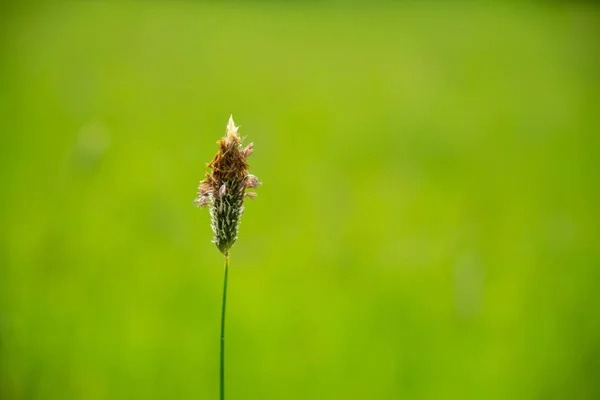 배경의 꽃식물 — 스톡 사진