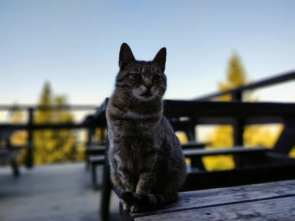 Kočka Dřevěné Lavičce Terase — Stock fotografie