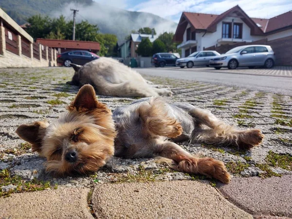 Zwei Hunde Liegen Auf Gehweg — Stockfoto