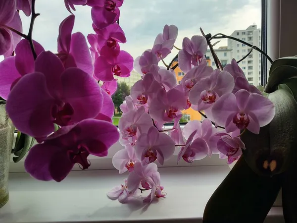 Prachtige Orchidee Bloemen Vensterbank — Stockfoto