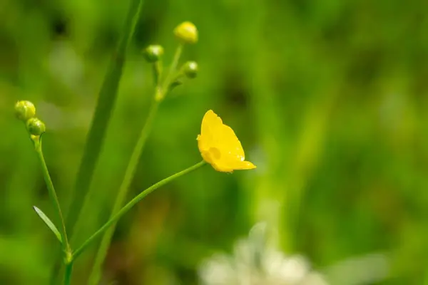 翠绿的花园里美丽的黄花 — 图库照片