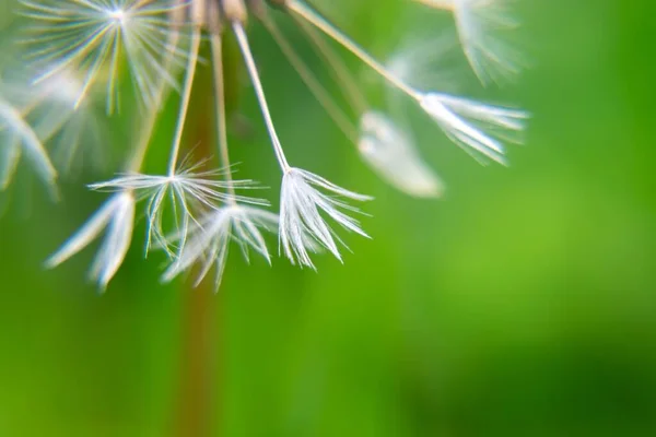 緑の背景にタンポポの花 — ストック写真