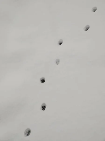 Footprints Fresh Snow Winter — Stock Photo, Image