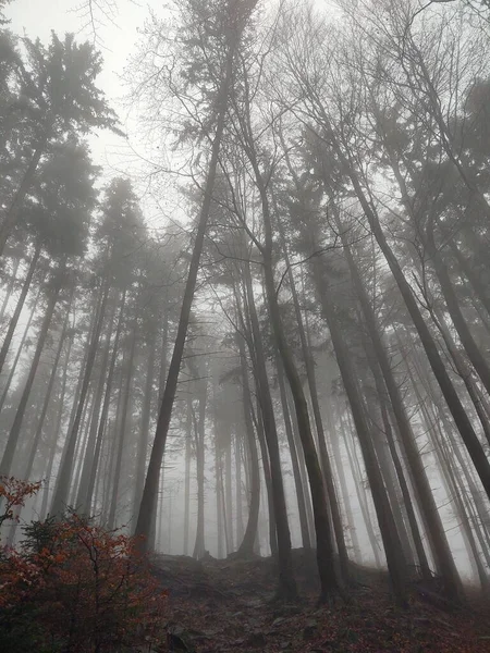 Μυστήριο Φθινόπωρο Δάσος Ομιχλώδη Χρόνο — Φωτογραφία Αρχείου