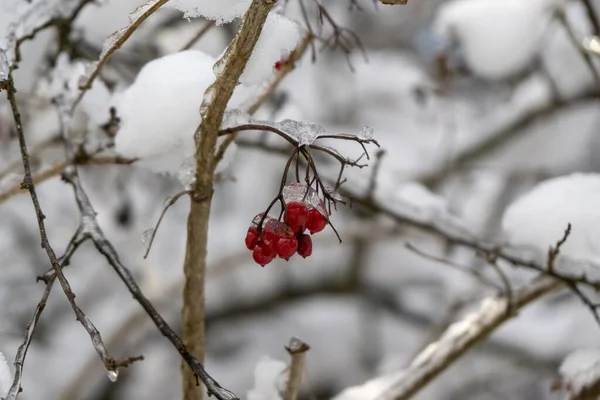 Červené Bobule Větvi Stromu Zimě — Stock fotografie