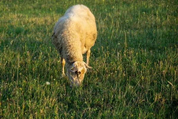 Пасуться Вівці Гірському Лузі — стокове фото