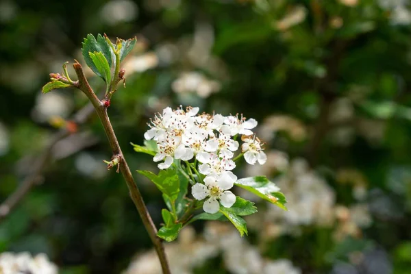 Belles Fleurs Blanches Fleurs Sur Les Branches Des Arbres Printemps — Photo