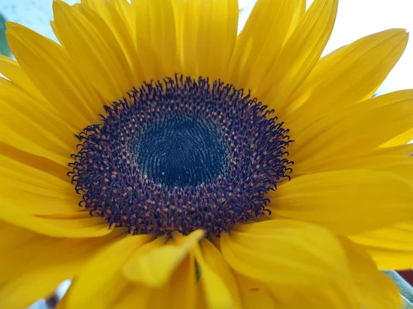 Primer Plano Hermoso Girasol Amarillo — Foto de Stock