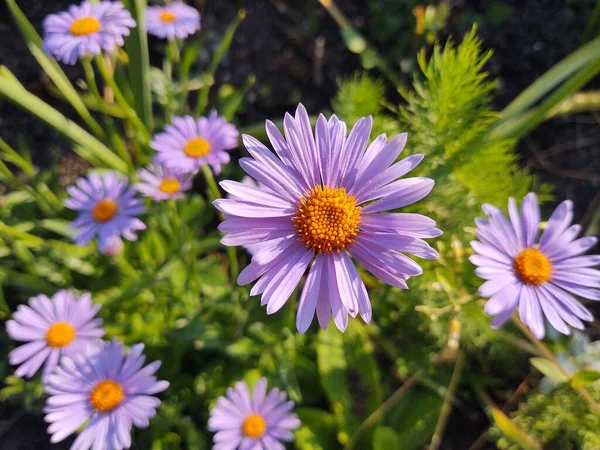 Piękne Kwiaty Ogrodzie Tle Natury — Zdjęcie stockowe