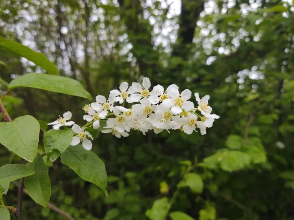 緑の庭の枝に白い花 — ストック写真